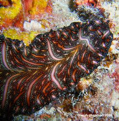 ECU, Indo-Pacific flatworm. Pseudobiceros bedfordi. Borne... by Leigh Chapman 